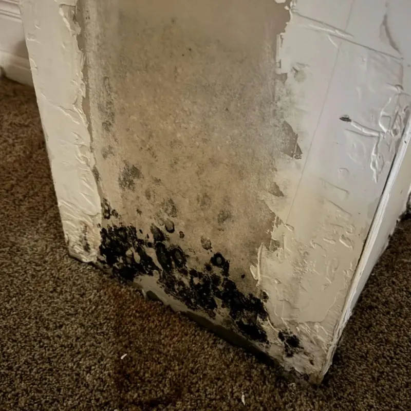 Professional Mold Removal in Prairie du Sac, WI